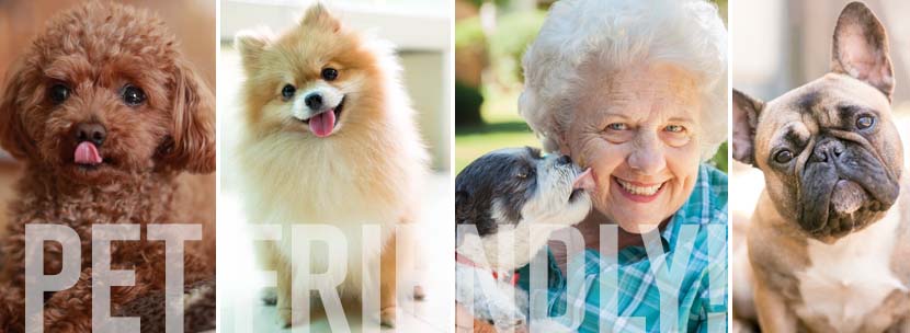 Best Dog Breeds for Seniors and Retirees